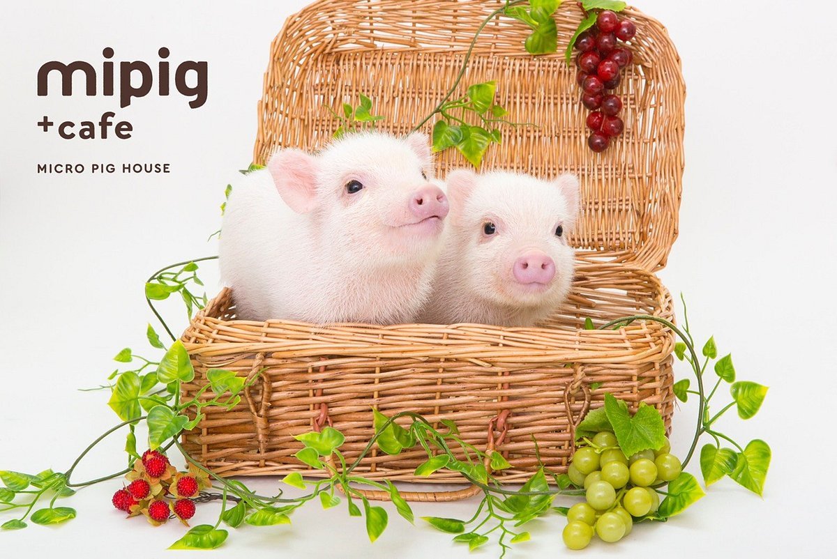 🐷 미피그 카페 오사카점 (mipig cafe 大阪店) 이미지 4